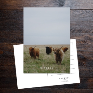 A Gang of Kinkell Cows