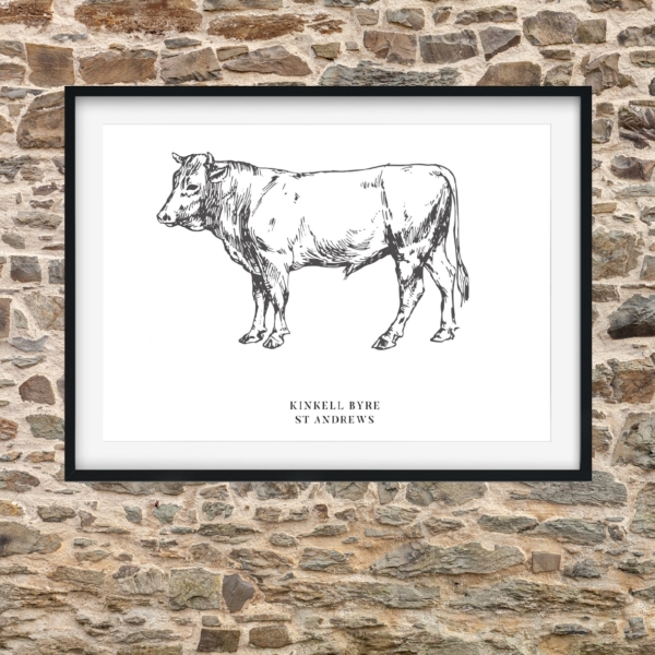 Kinkell's Aberdeen Angus Bull