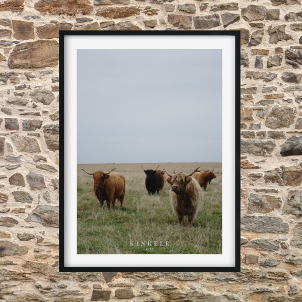 A Gang of Kinkell Cows